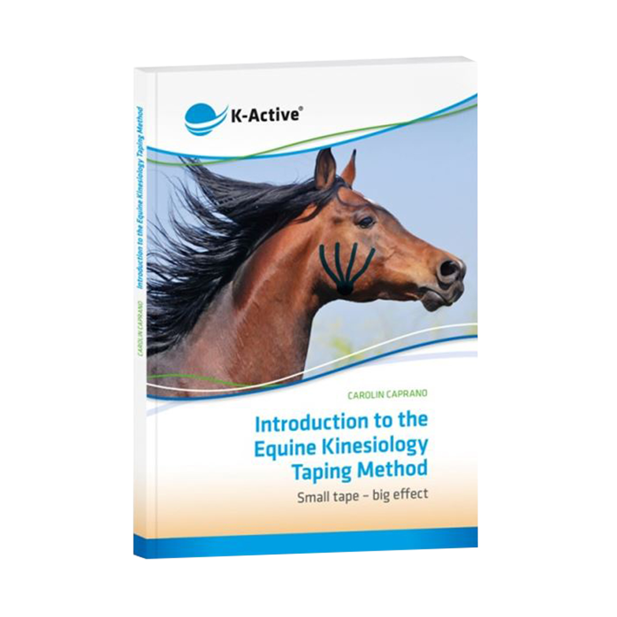 ShopbildxPnRc9VAISlOR Introduction into the Equine Kinesiology Taping Method