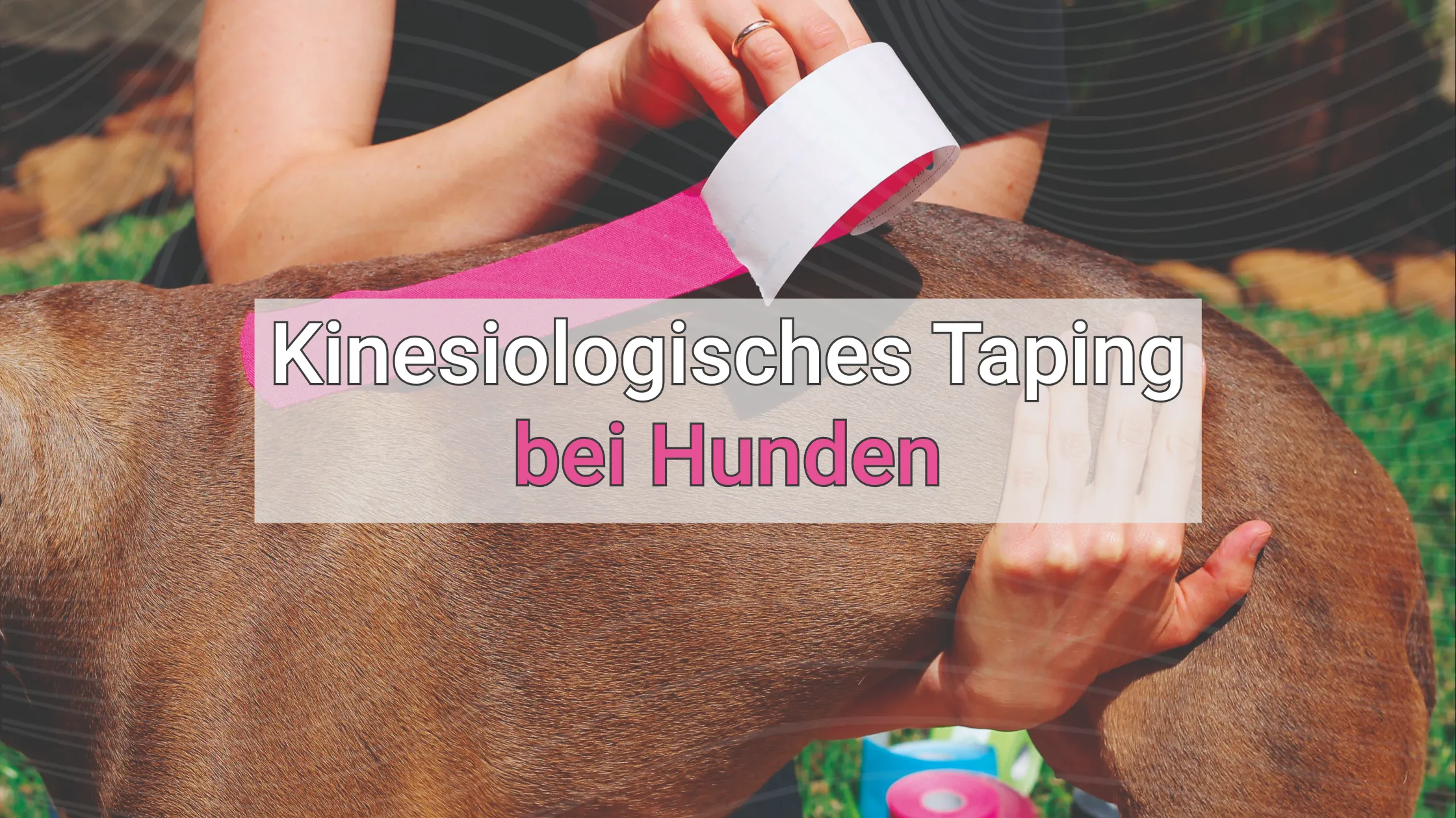 kinesiologisches_taping_hunde_11zon