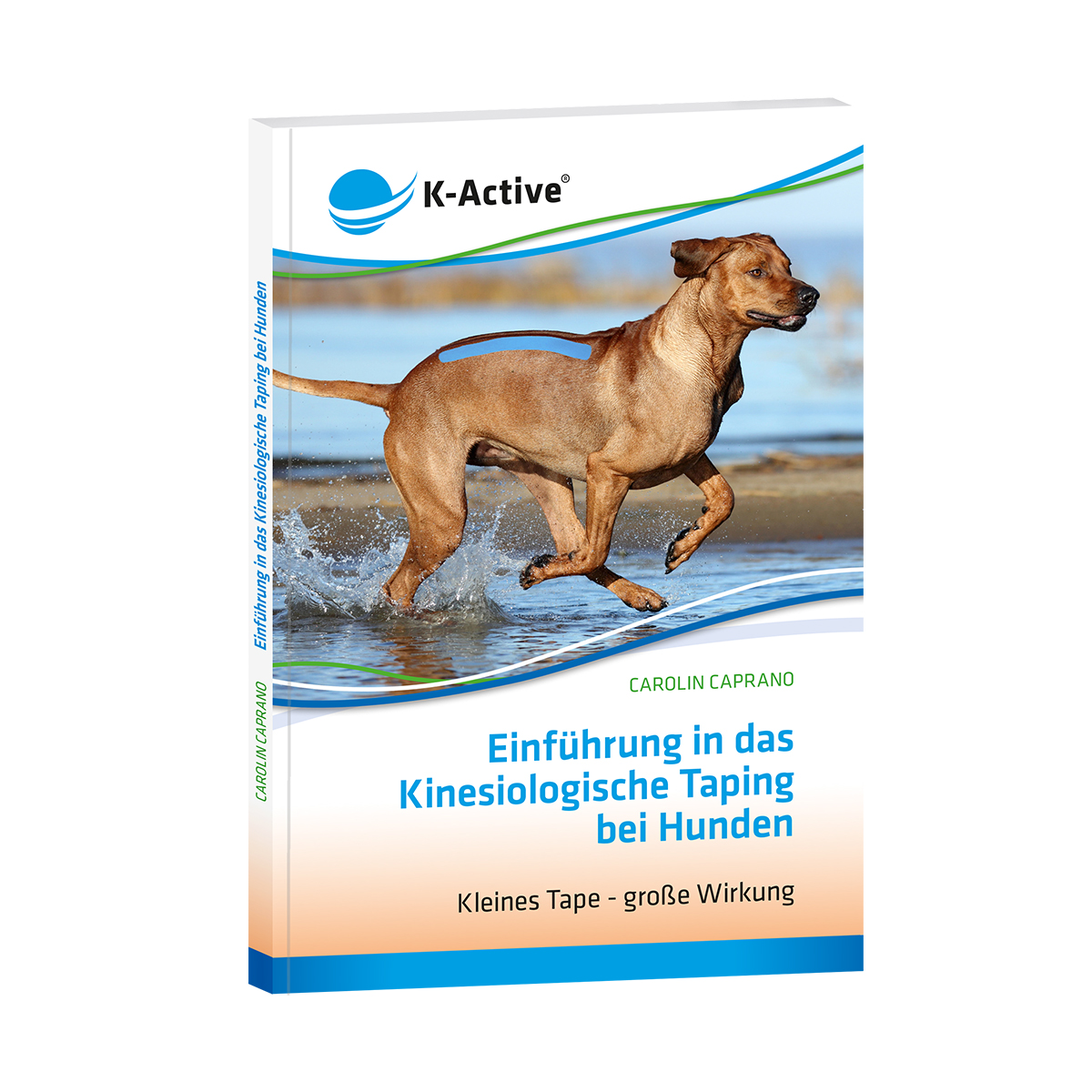 Einführung in das Kinesiologische Taping bei Hunden