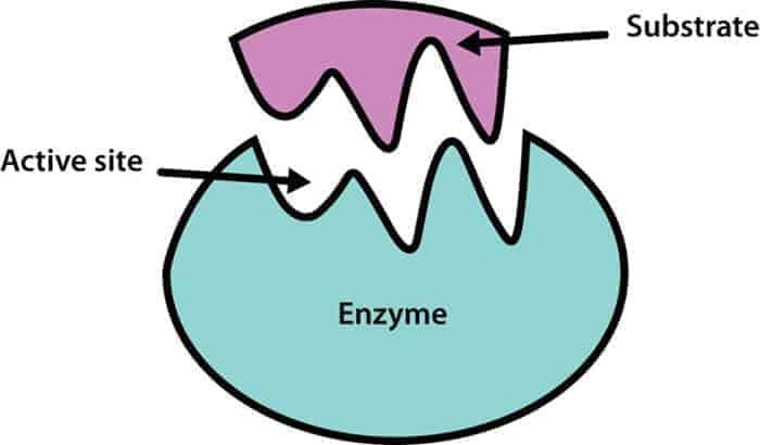 Grafik Enzym Wirkung
