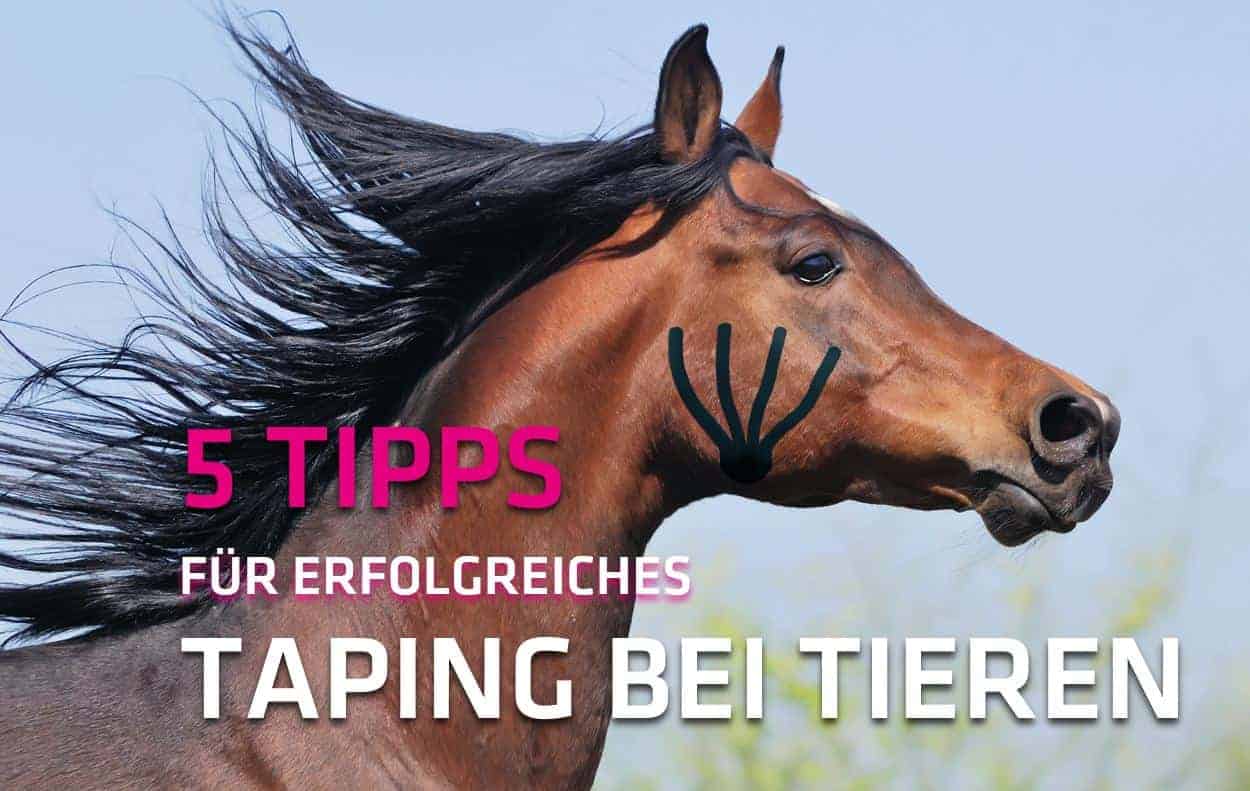 Tipps für Taping an Tieren